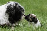TERRIER DU TIBET 072